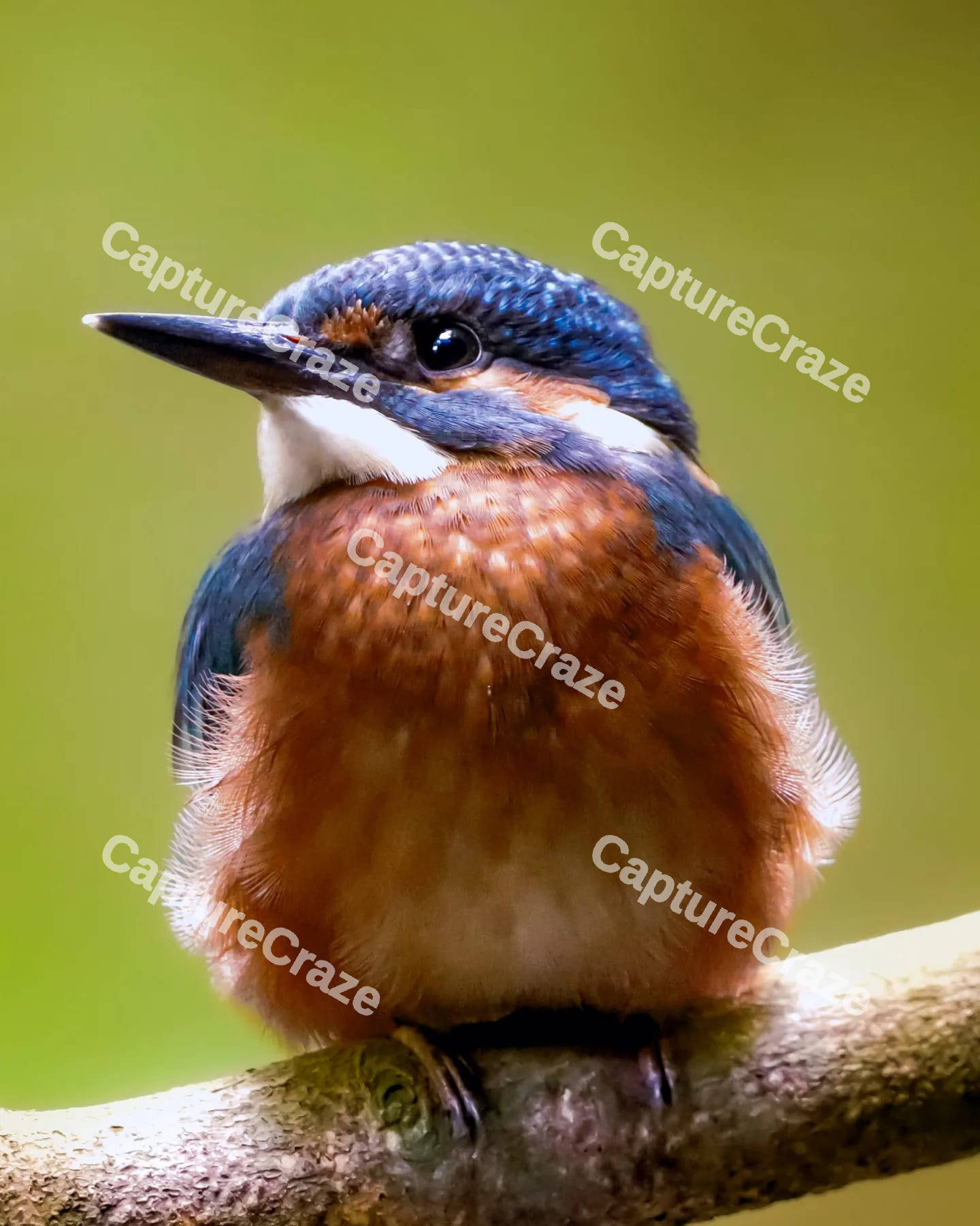 Kingfisher Bird